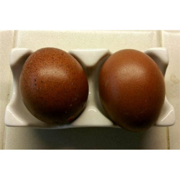 The Last E-Liquid Co...