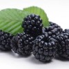 TPA TFA Blackberry
