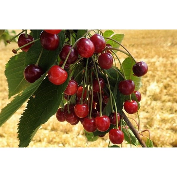 Capella Cherry (Wild...