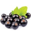 Flavour Art - Black Currant