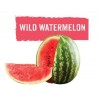 GLF Wild Watermelon