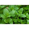 Capella Spearmint Capella Spearmint
