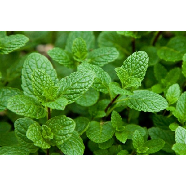 Capella Spearmint Capella Spearmint