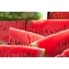 Capella Sweet Watermelon Capella Sweet Watermelon